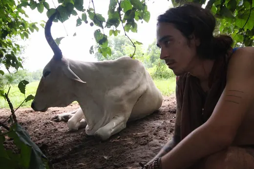cow meditation