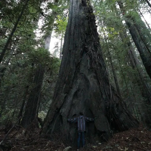 redwood giant
